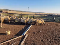 Sheep, Sheep — photo 4