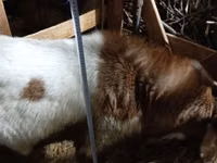 Kozel, Nubian Goat — foto 4
