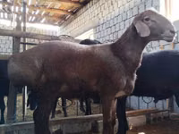 Ram, Blackheaded Persian sheep — photo 2