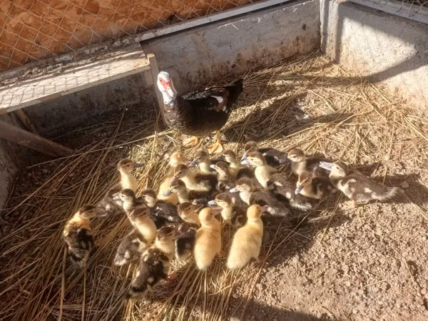 Ducks — Uzbekistan