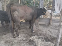 Гов, Swiss cattle — акс 3