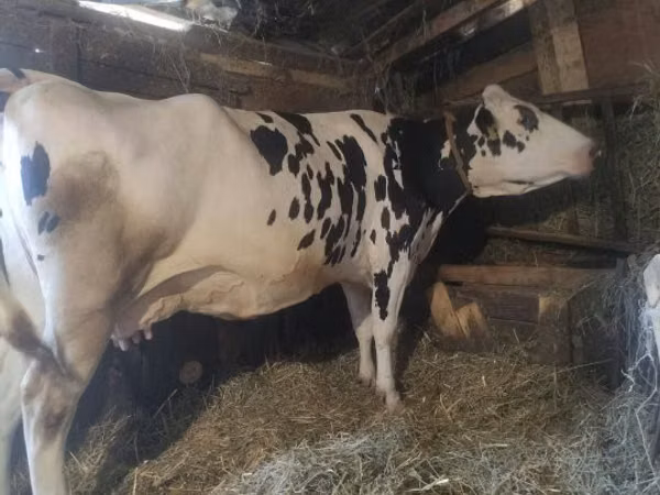 ძროხა, Russian Black pied cattle — უნგრეთი