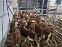 Bik, Simmental cattle — fotografija 1