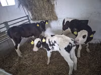 Vache, Russian Black pied cattle — photo 2