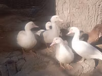 Ducks — 1. fotó