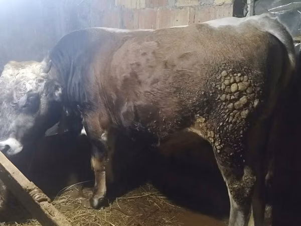Byk, Simmental cattle