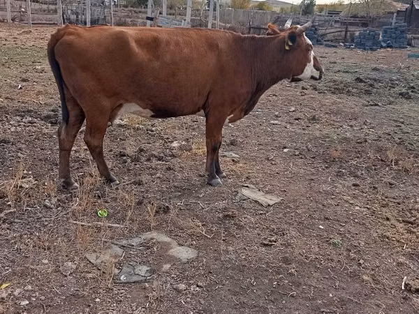 Tehén, Latvian Blue cattle — Kazahsztán