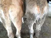 Mucca, Bovini — foto 5