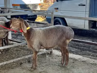 Får, Arashan sheep — foto 2