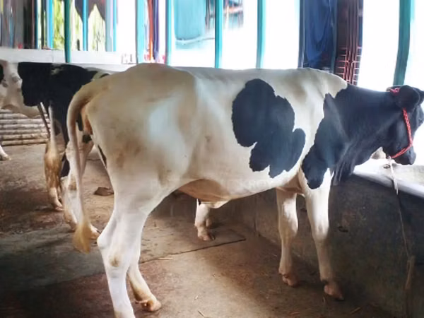 Cow, Holstein breed — Bangladesh