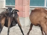 Caprone, Beetal goats — foto 1