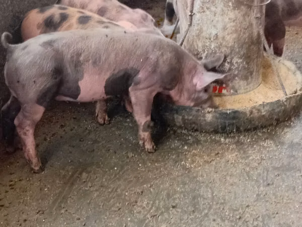Boar, 