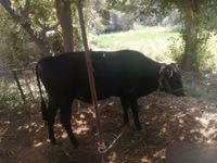 सांड, मवेशी — फ़ोटो 3