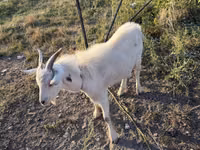 ወንድ ፍየል, Goats — ፎቶ 2