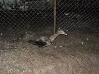Ducks — foto 2
