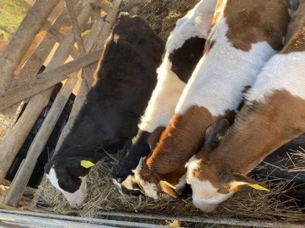 Bull, Simmental cattle — Hungary