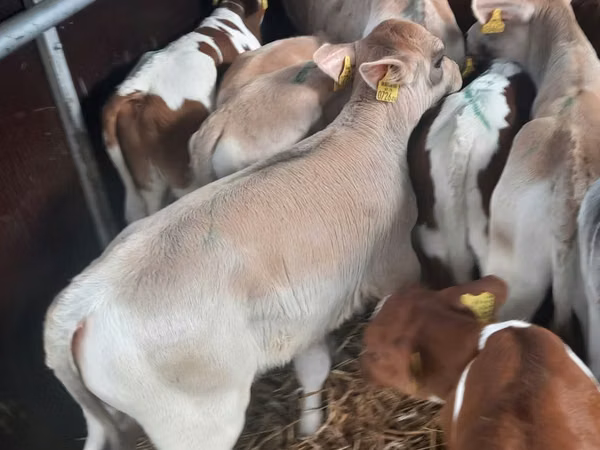 วัวตัวผู้, Simmental cattle
