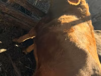 Cow, Cattle — photo 3