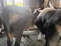 Vache, Simmental cattle — photo 1