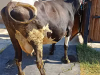 Mucca, Razza Holstein — foto 4