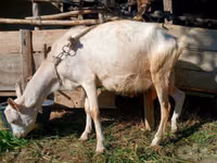 Goat, Saanen goat — photo 4