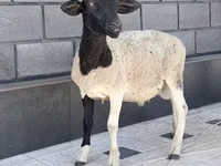 Qoʻchqor, Dorper sheep — 3-rasm