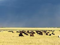 Sheep, Edilbay sheep — photo 4