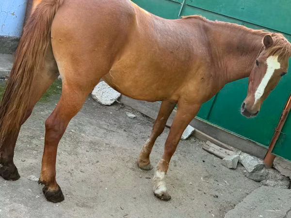 Mare, Horses — Moldova