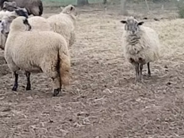 Oaie, Merino sheep