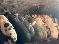 Boar, Pigs — photo 3