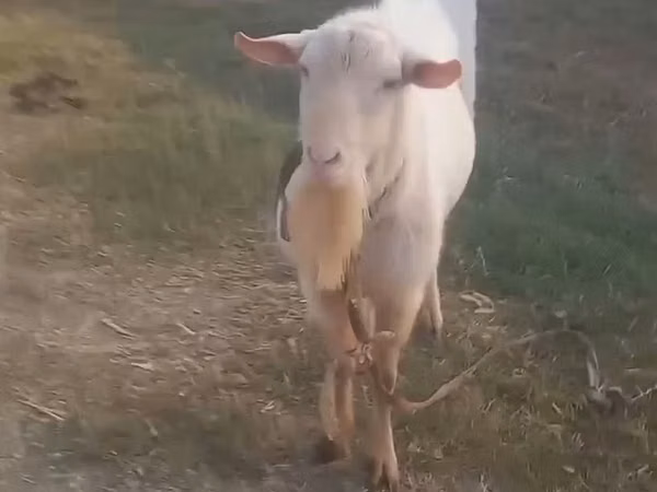 Billy Goat, Goats — Uzbekistan