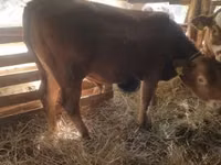 Bull, Limousin cow — photo 3