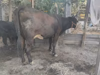 Гов, Swiss cattle — акс 1