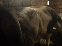 Byk, Simmental cattle — zdjęcie 2