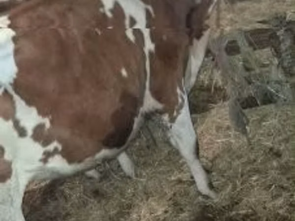 Bou, Simmental cattle — Ungaria