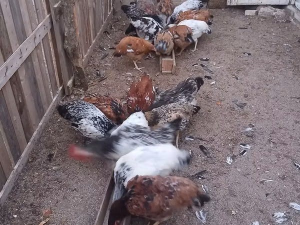 Chickens — Azerbaijan