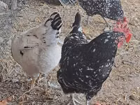 Chickens — الصورة 4