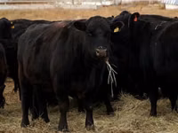 Cattle (batch, sex not specified), Aberdeen-Angus — photo 1
