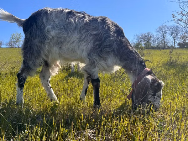 Goat, Nubian Goat