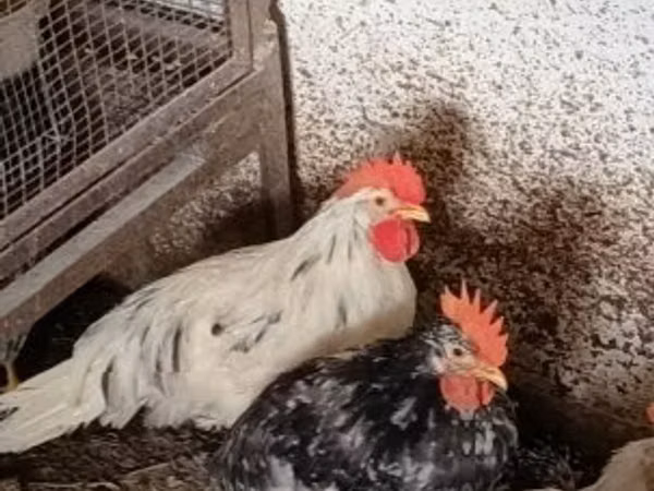 Chickens