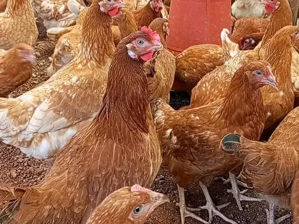 Chickens — Kenya