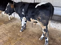 Bull, Russian Black pied cattle — photo 4