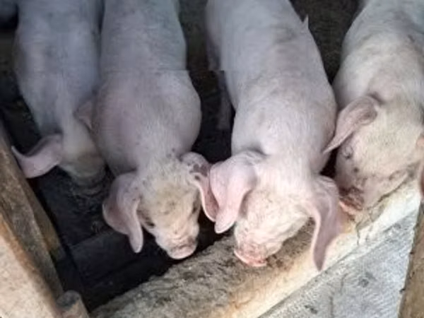 Pigs (batch, sex not specified), 