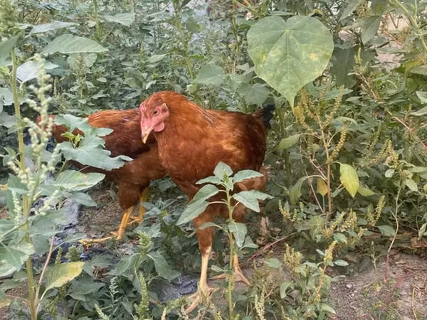 Chickens — Kyrgyzstan