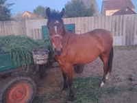 Mare, Horses — photo 2