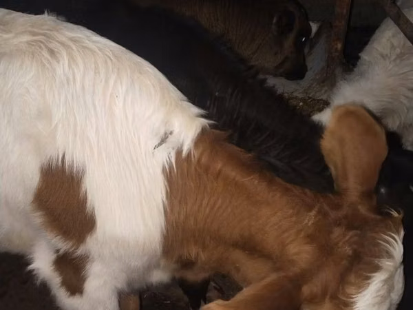 公牛, Simmental cattle