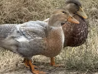 Ducks — sawirka 2