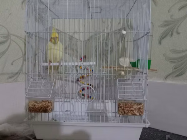 Tam sağlam erkek korella tutuquşu satılır 30 azn qefes ve her birşeyi