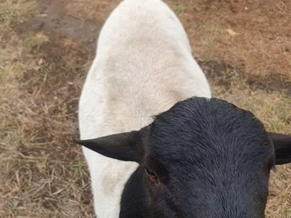 قوچ, Dorper sheep