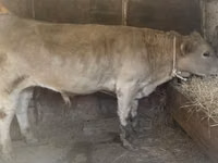Bull, Auliekol breed — photo 2